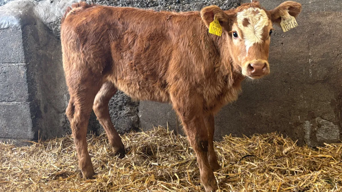 Suckler Bred Red Limousin Heifer Calf - Image 2