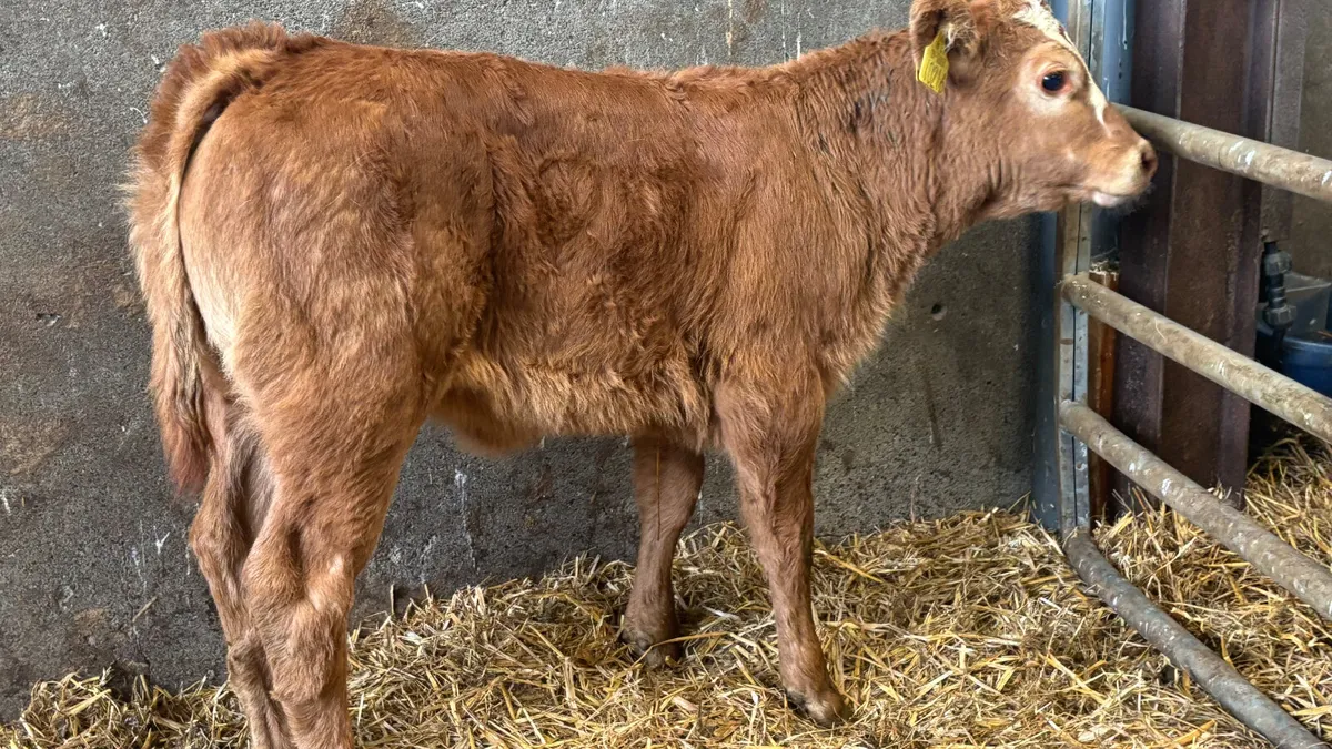 Suckler Bred Red Limousin Heifer Calf - Image 3