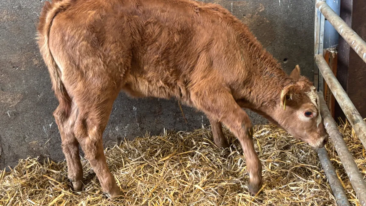 Suckler Bred Red Limousin Heifer Calf - Image 4