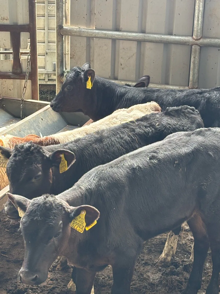7 FULLY WEANED RUNNERS - Image 1