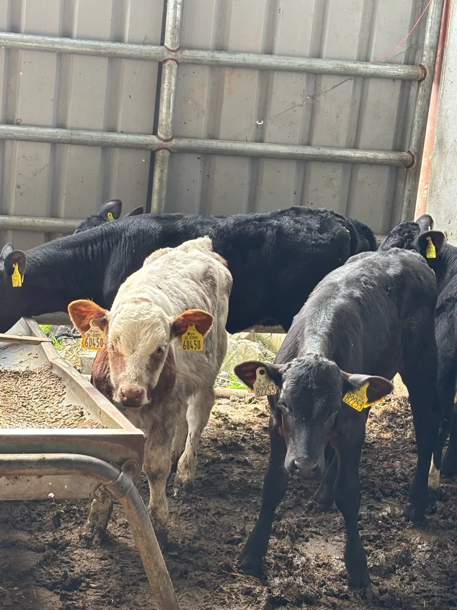 7 FULLY WEANED RUNNERS - Image 2