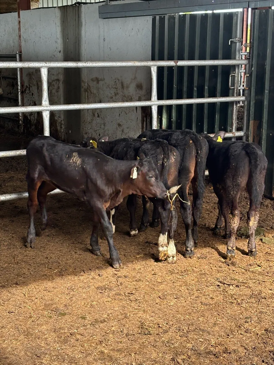 7 FULLY WEANED RUNNERS - Image 3