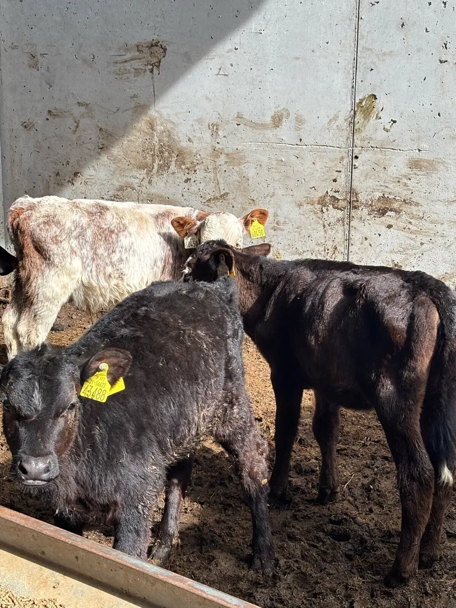 7 FULLY WEANED RUNNERS - Image 4