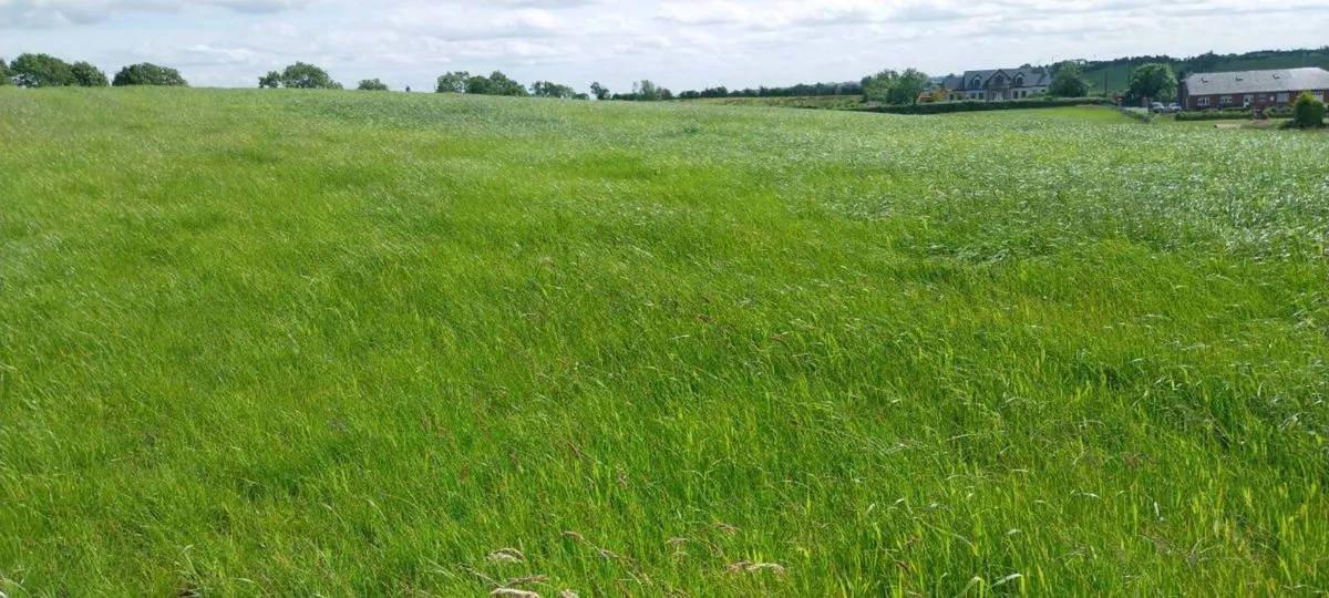 2nd cut silage - Image 2