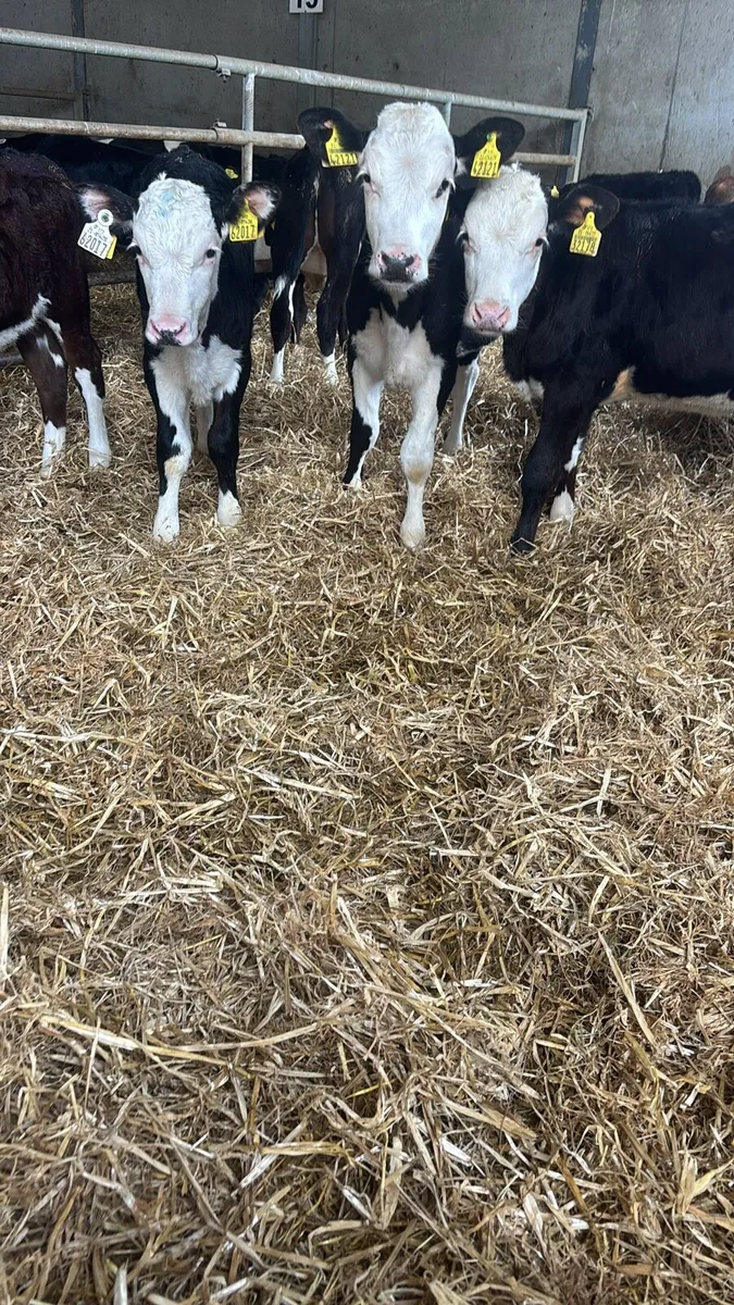 8 Fully Reared Hereford Heifers . - Image 2