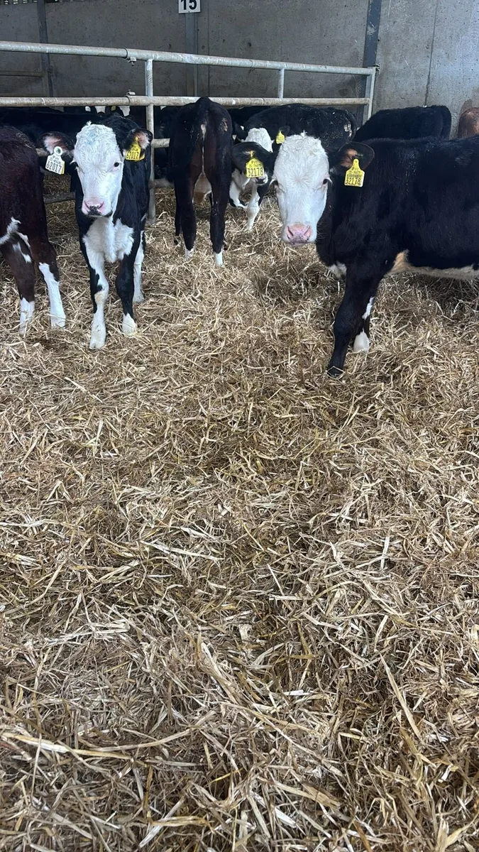 8 Fully Reared Hereford Heifers . - Image 3