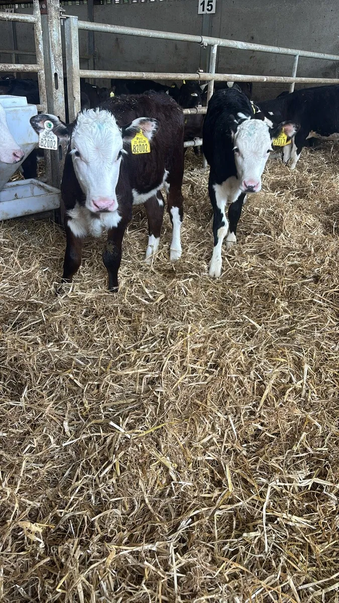 8 Fully Reared Hereford Heifers . - Image 4