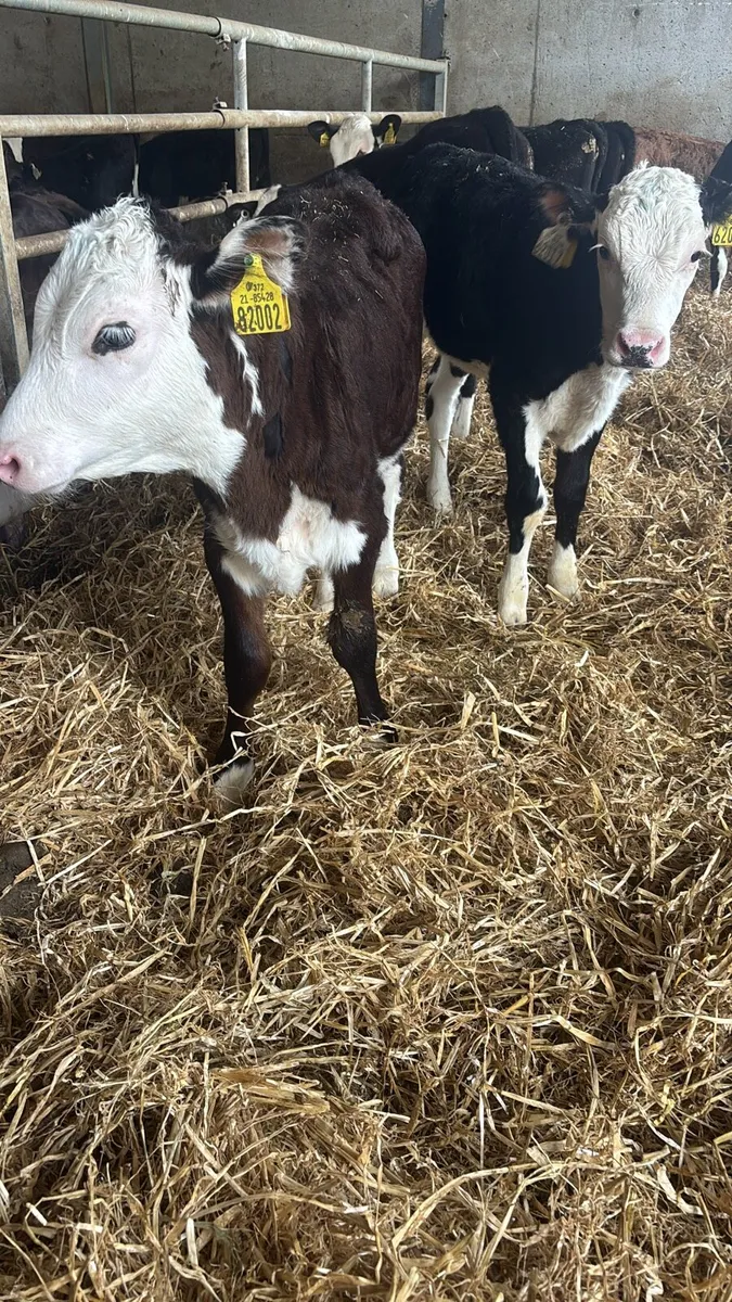 8 Fully Reared Hereford Heifers . - Image 1
