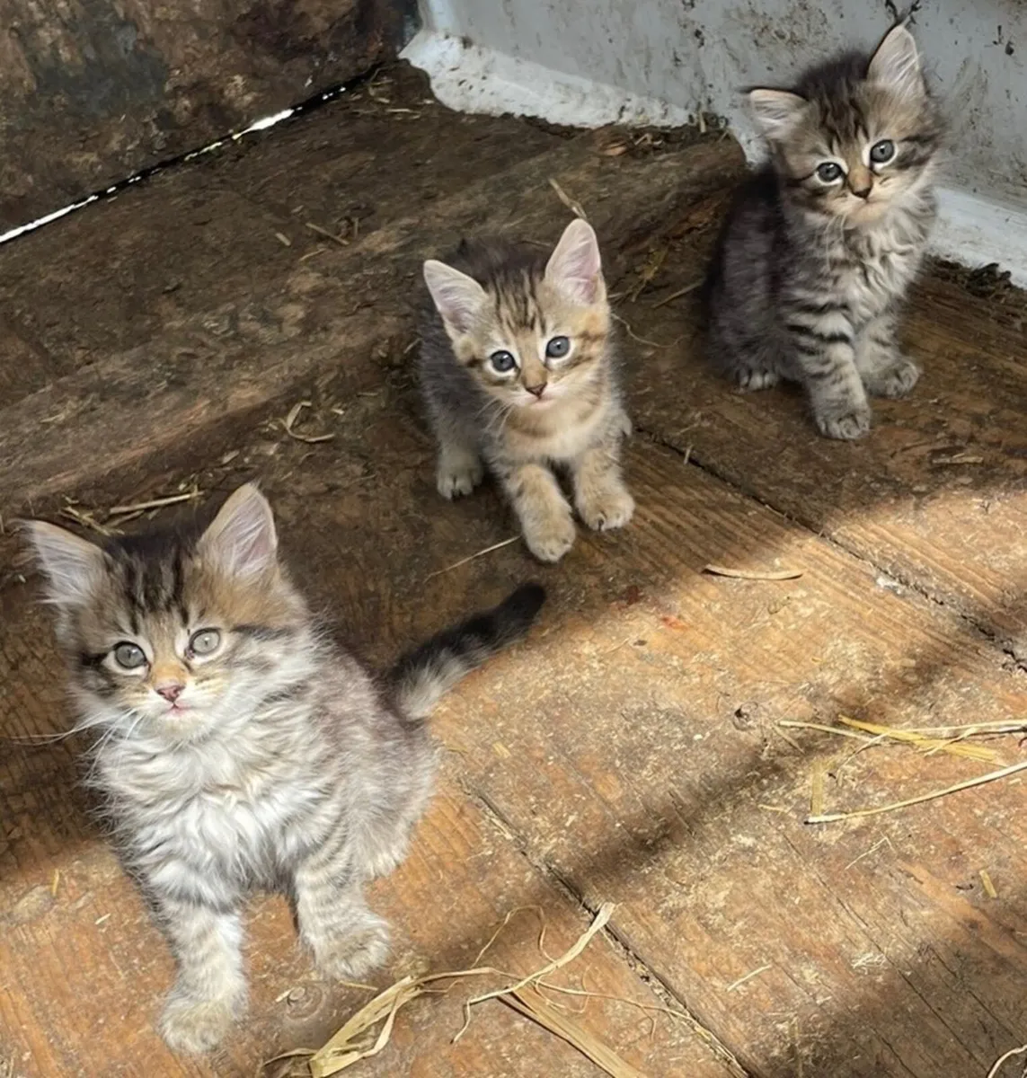 Kittens - Image 1