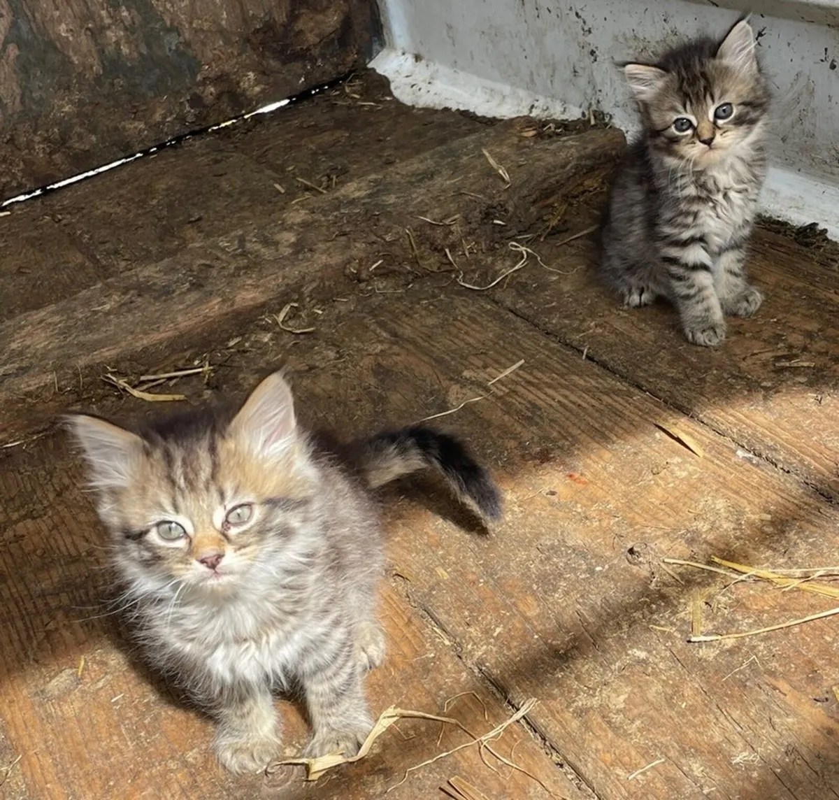 Kittens - Image 3