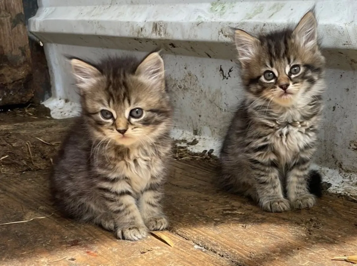 Kittens - Image 2