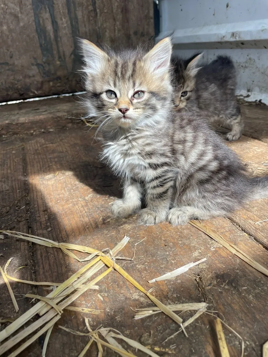 Kittens - Image 4