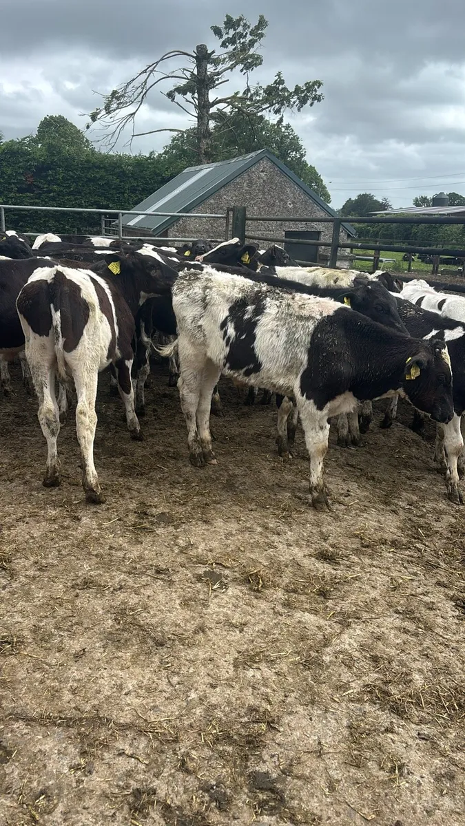 50 Reared Friesan Bulls - Image 1