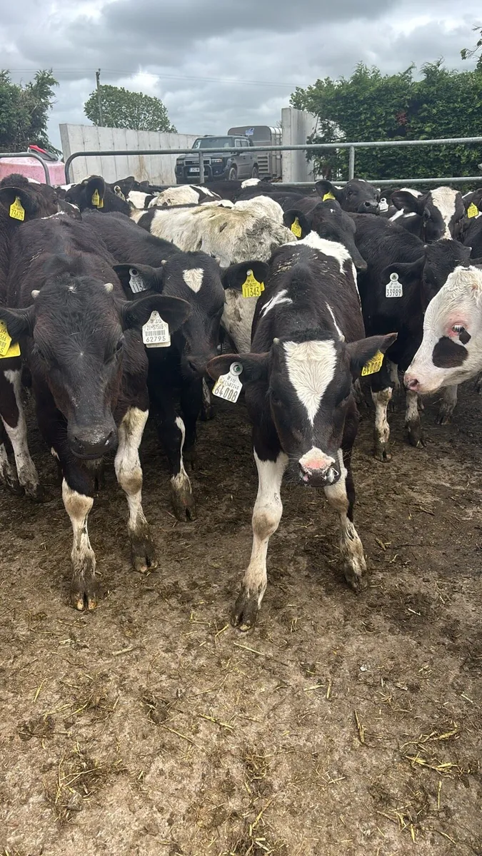 50 Reared Friesan Bulls - Image 2