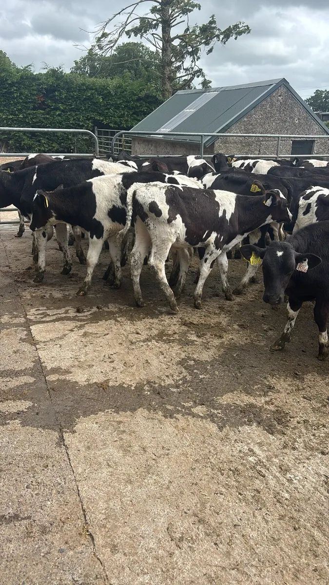 50 Reared Friesan Bulls - Image 3