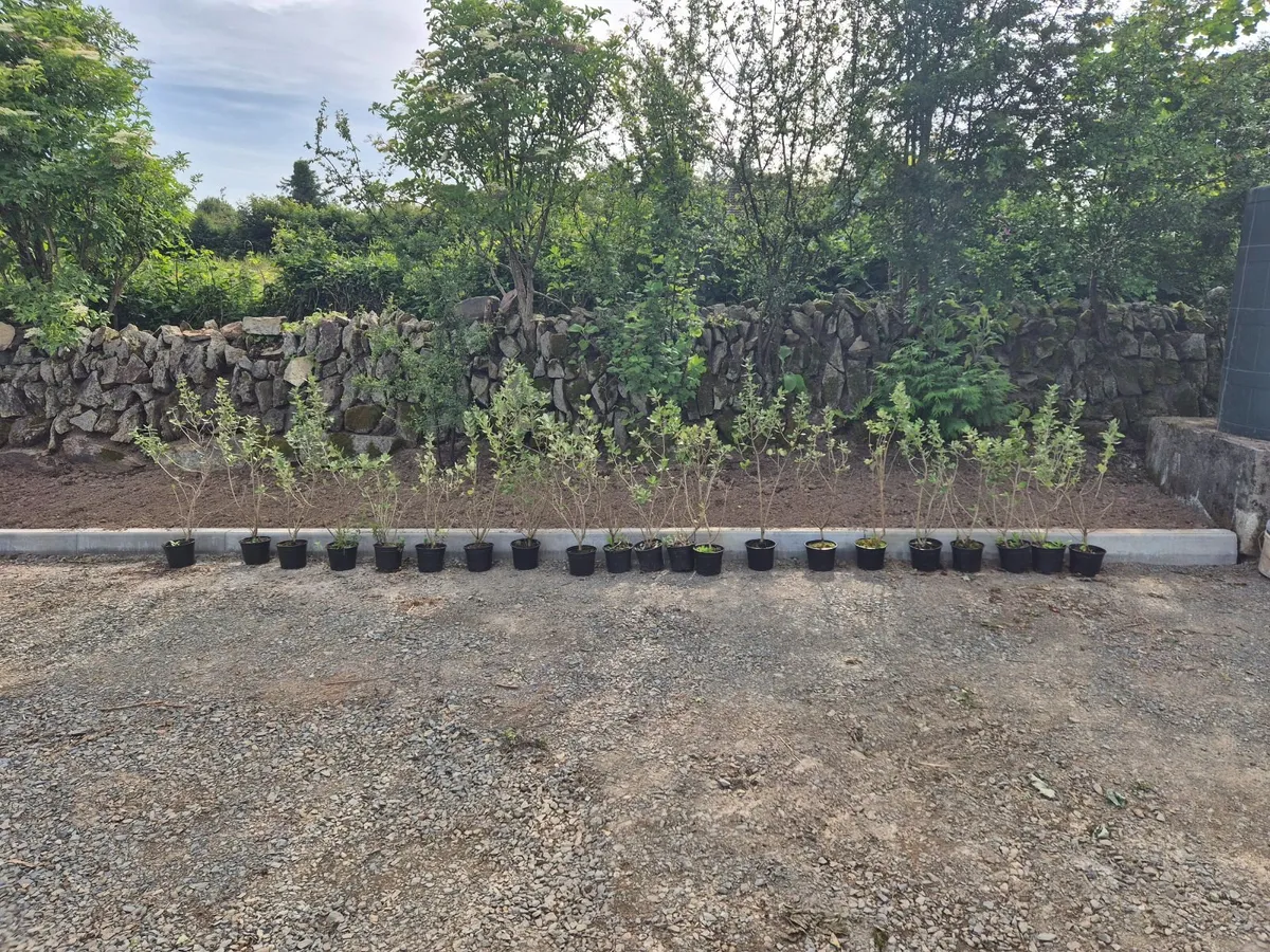 Hedging - Olearia €6 each   ONO - Image 2