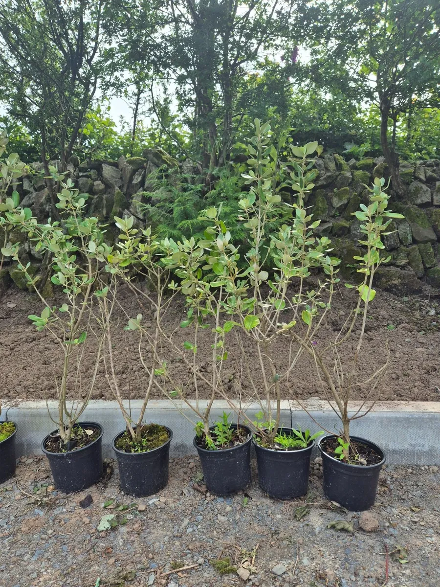 Hedging - Olearia €6 each   ONO - Image 1