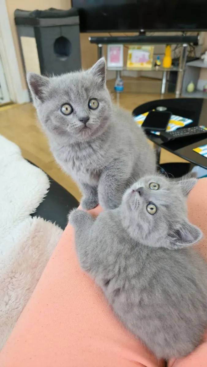 Kittens - Image 2