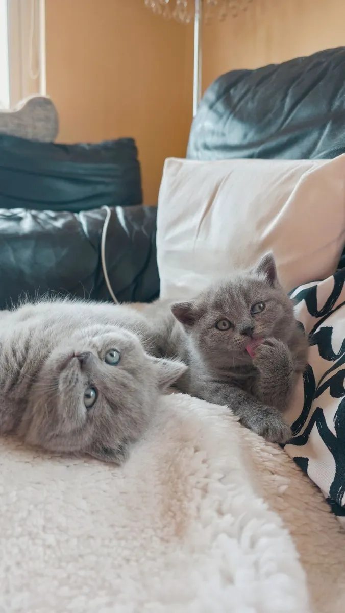 Kittens - Image 3