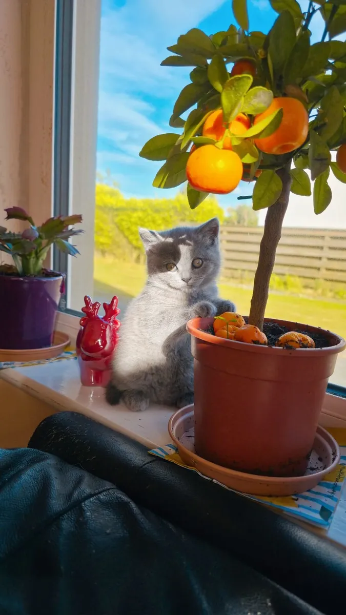 Kittens - Image 4