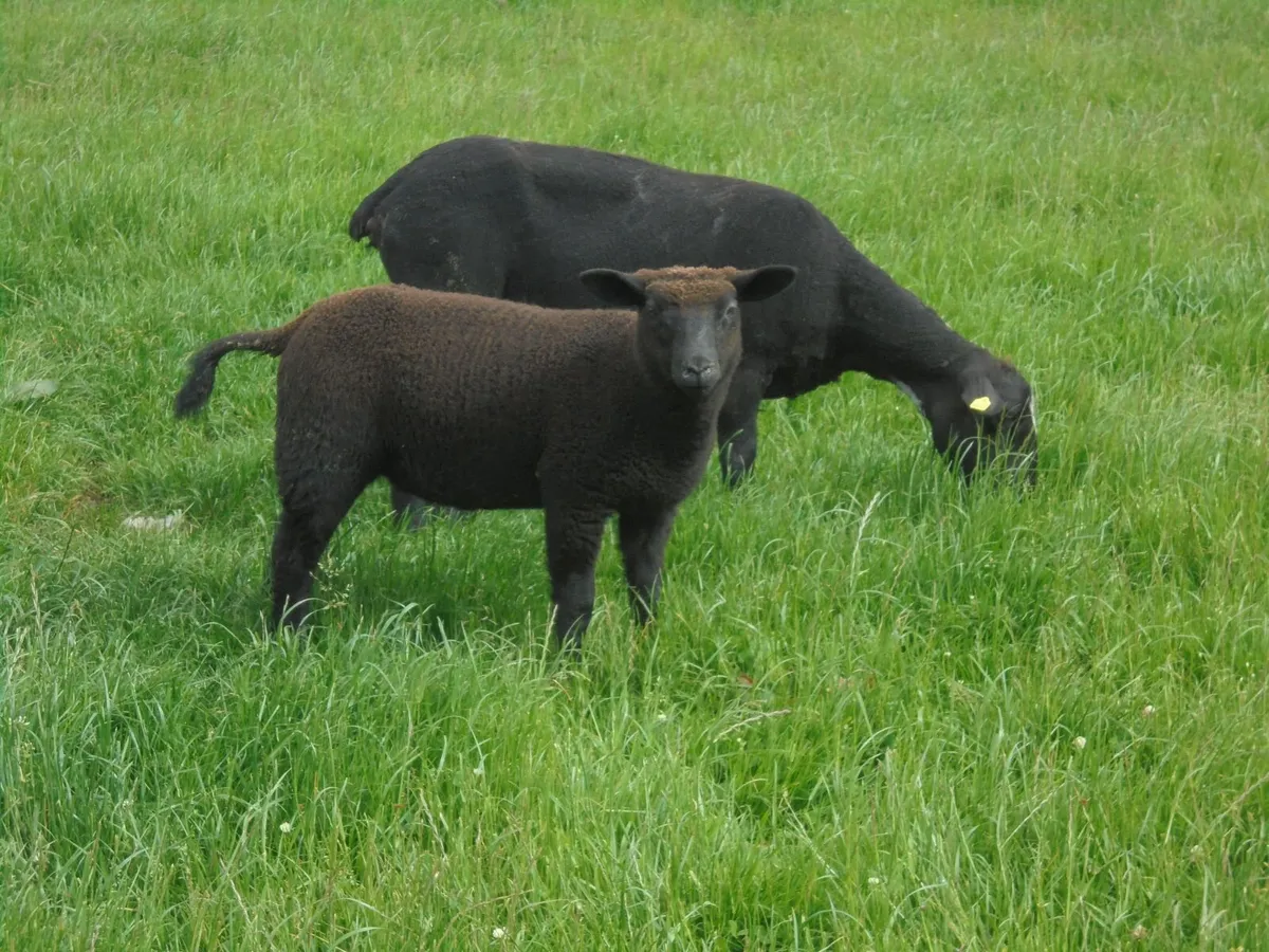Hoggets , Ewes with Lambs - Image 1
