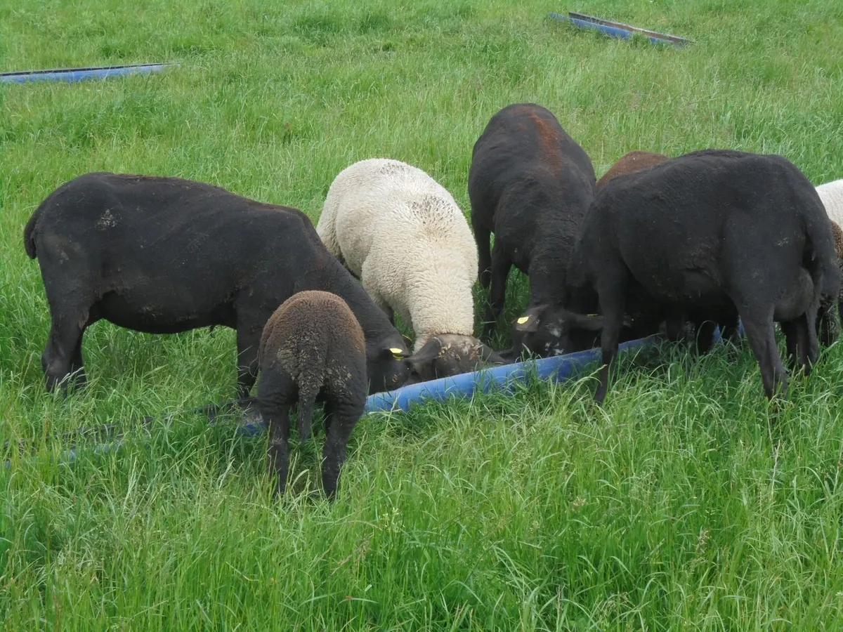 Hoggets , Ewes with Lambs - Image 2