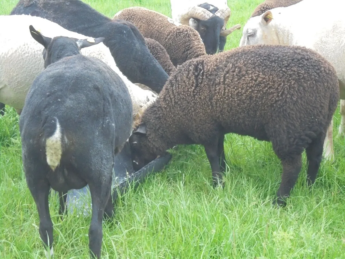 Hoggets , Ewes with Lambs - Image 3