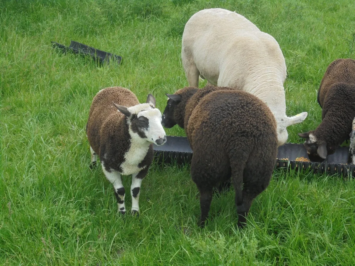 Hoggets , Ewes with Lambs - Image 4