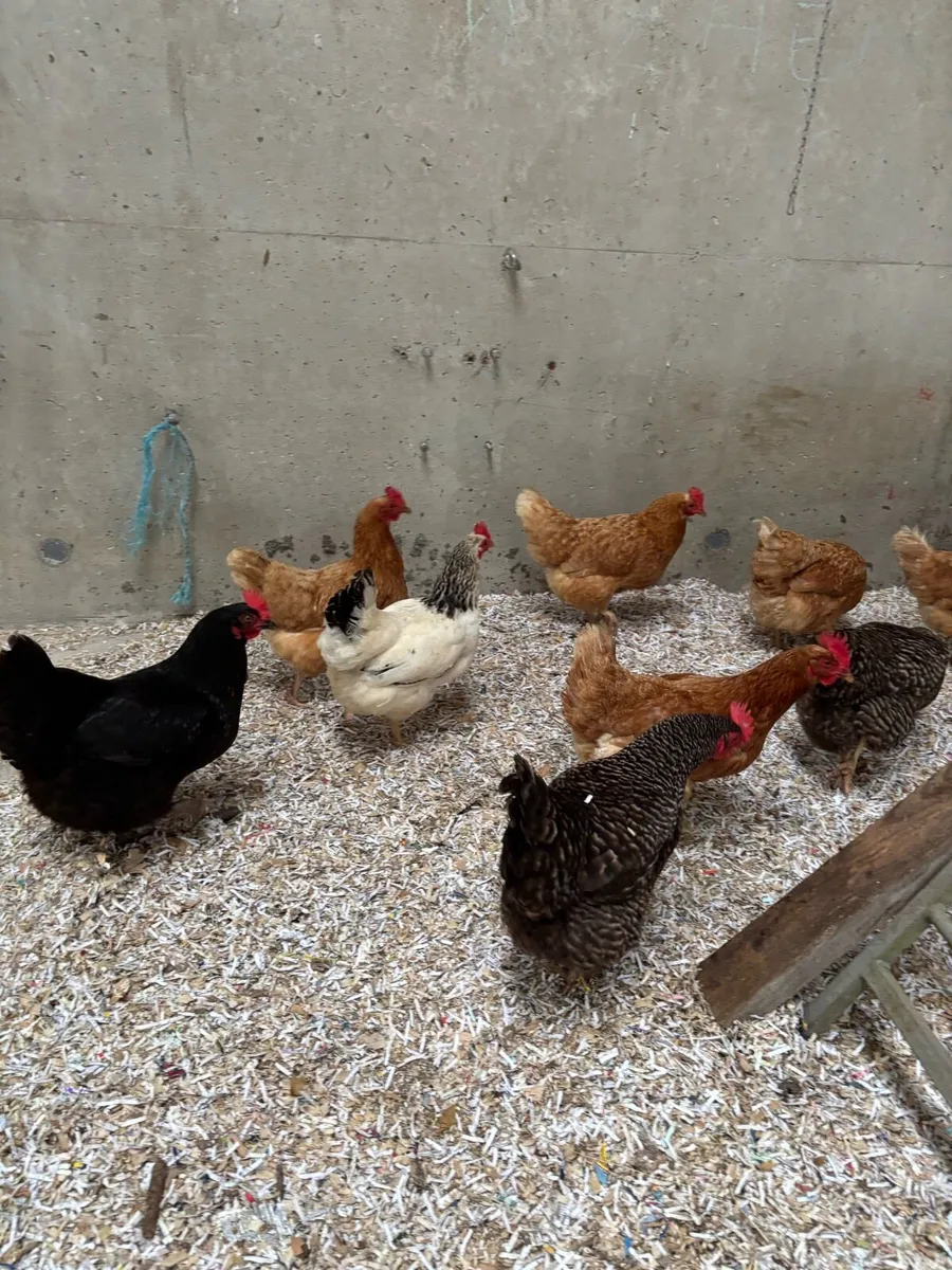 Laying hens - Image 1