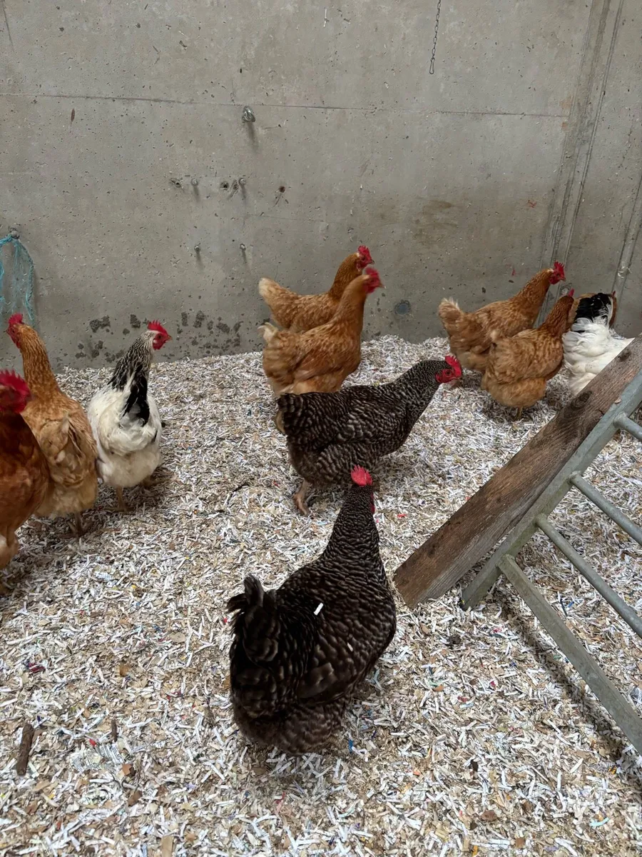 Laying hens - Image 2