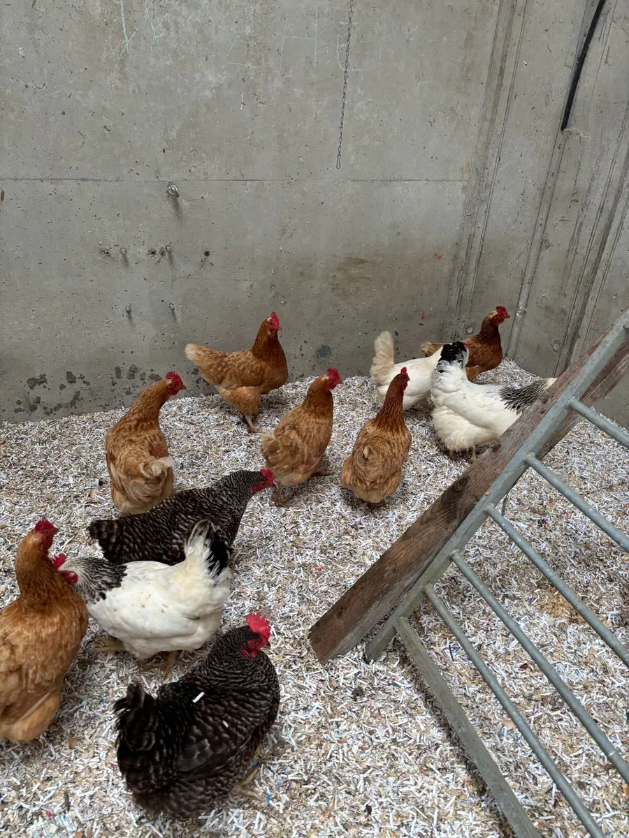 Laying hens - Image 3