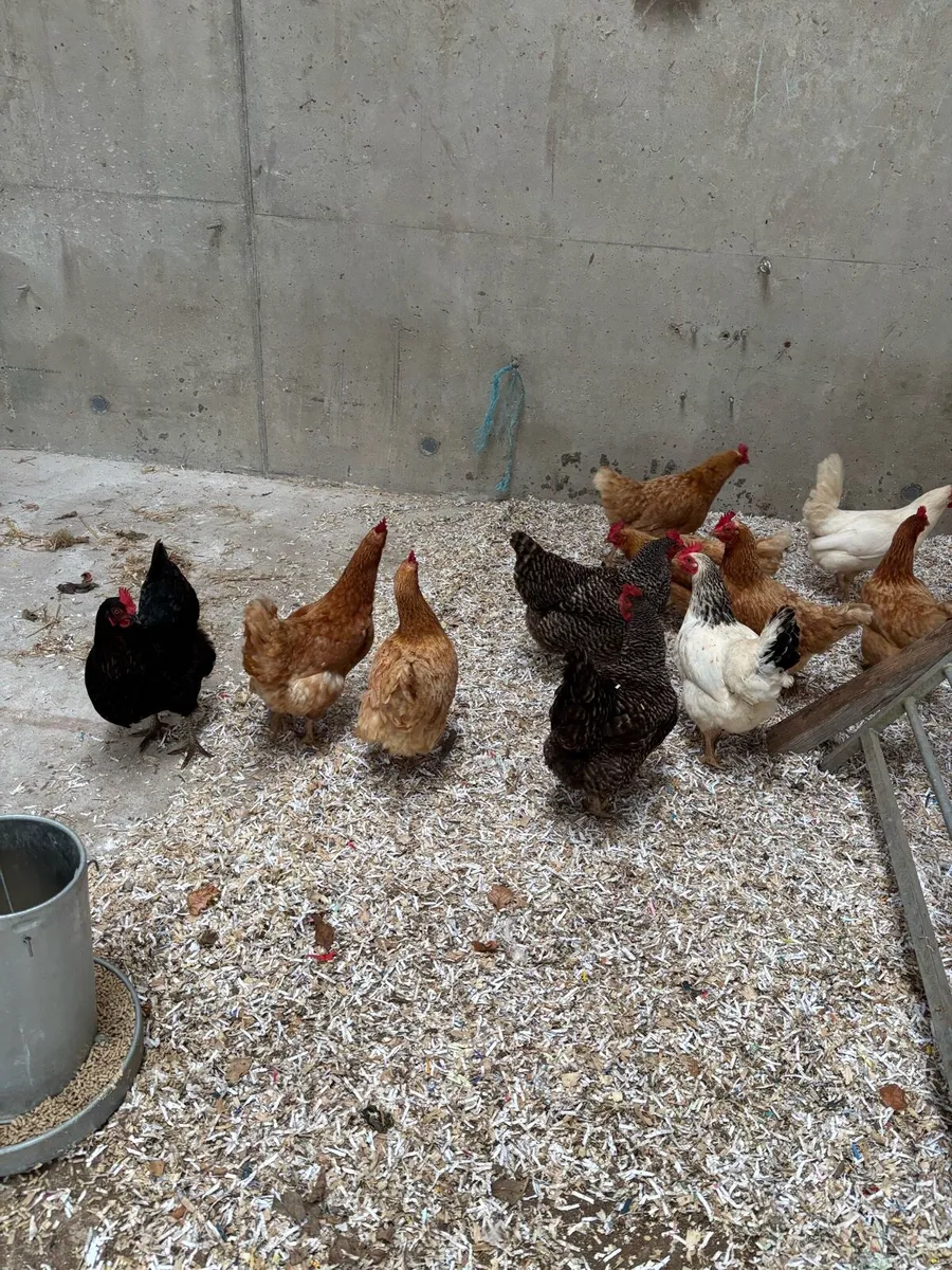 Laying hens - Image 4