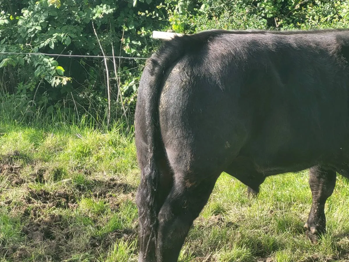 Angus bulls - Image 4