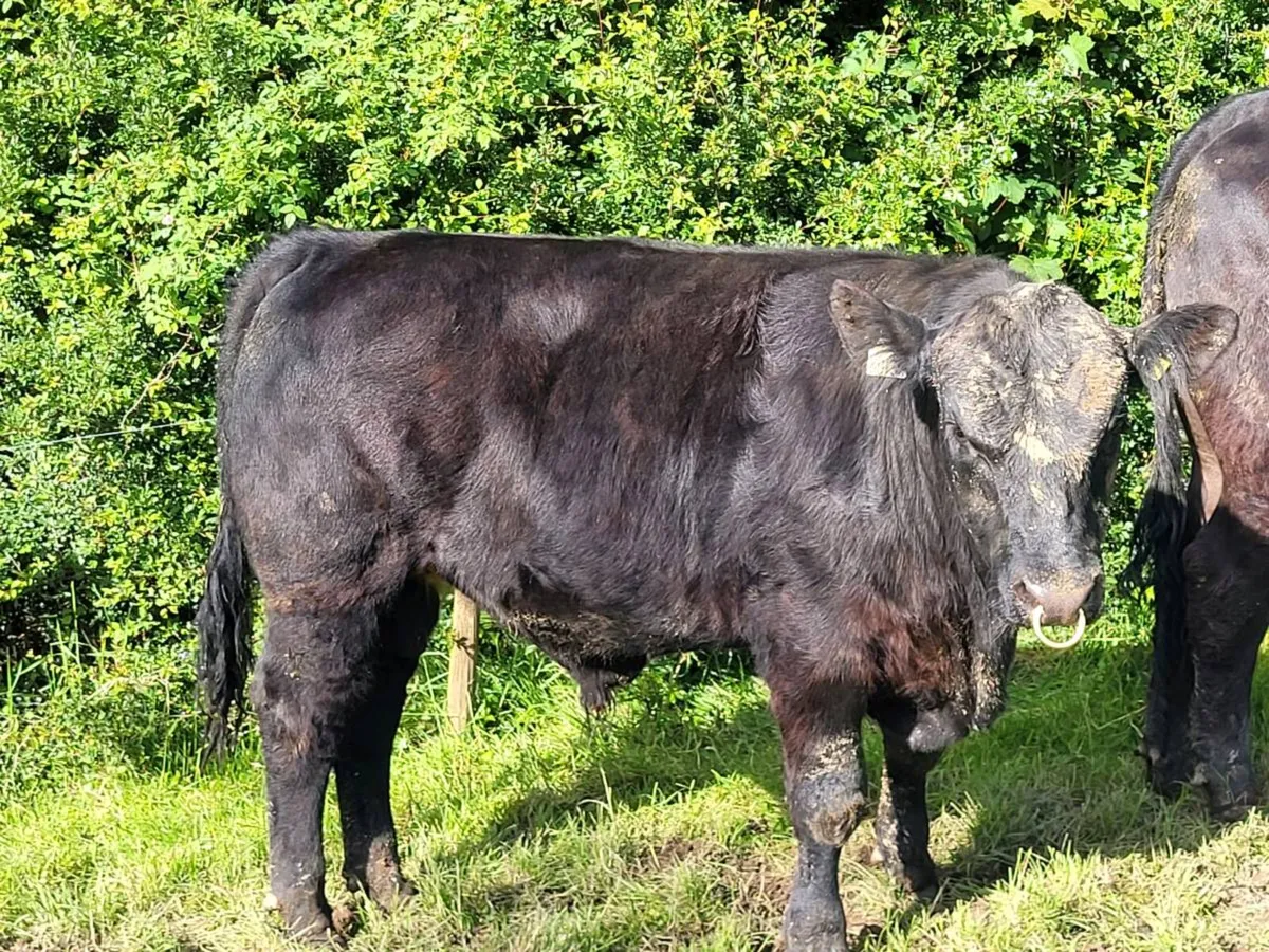 Angus bulls - Image 1