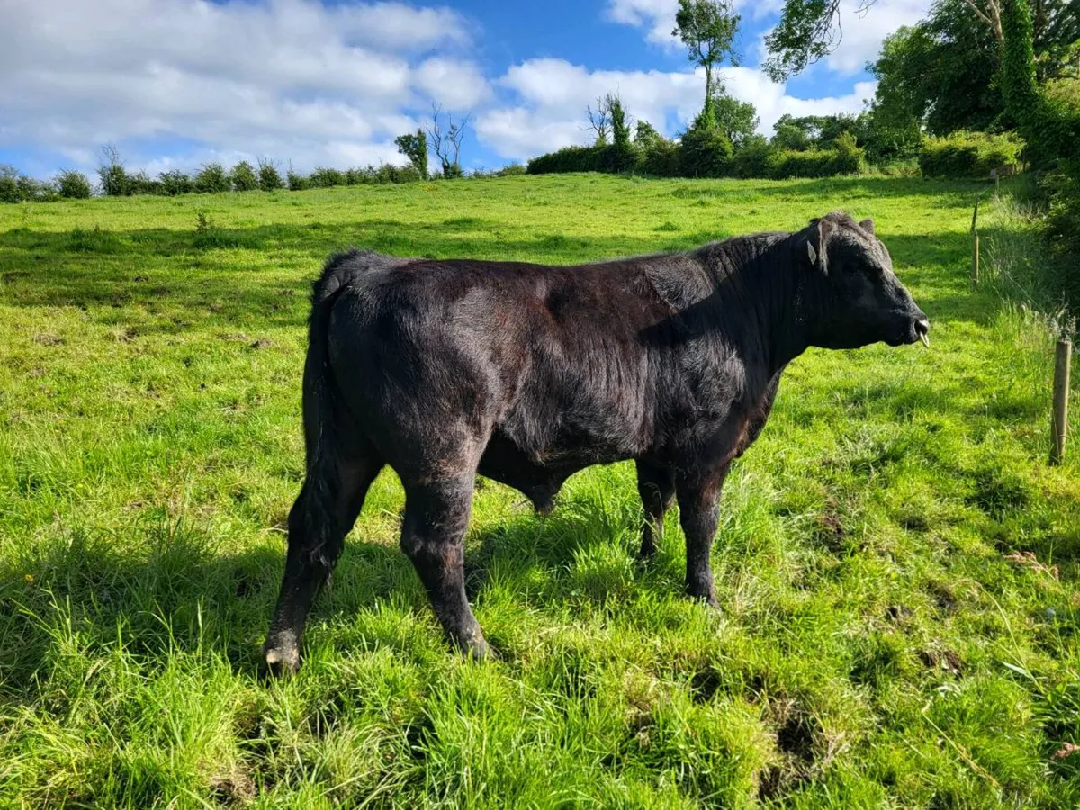 Angus bull for sale - Image 1