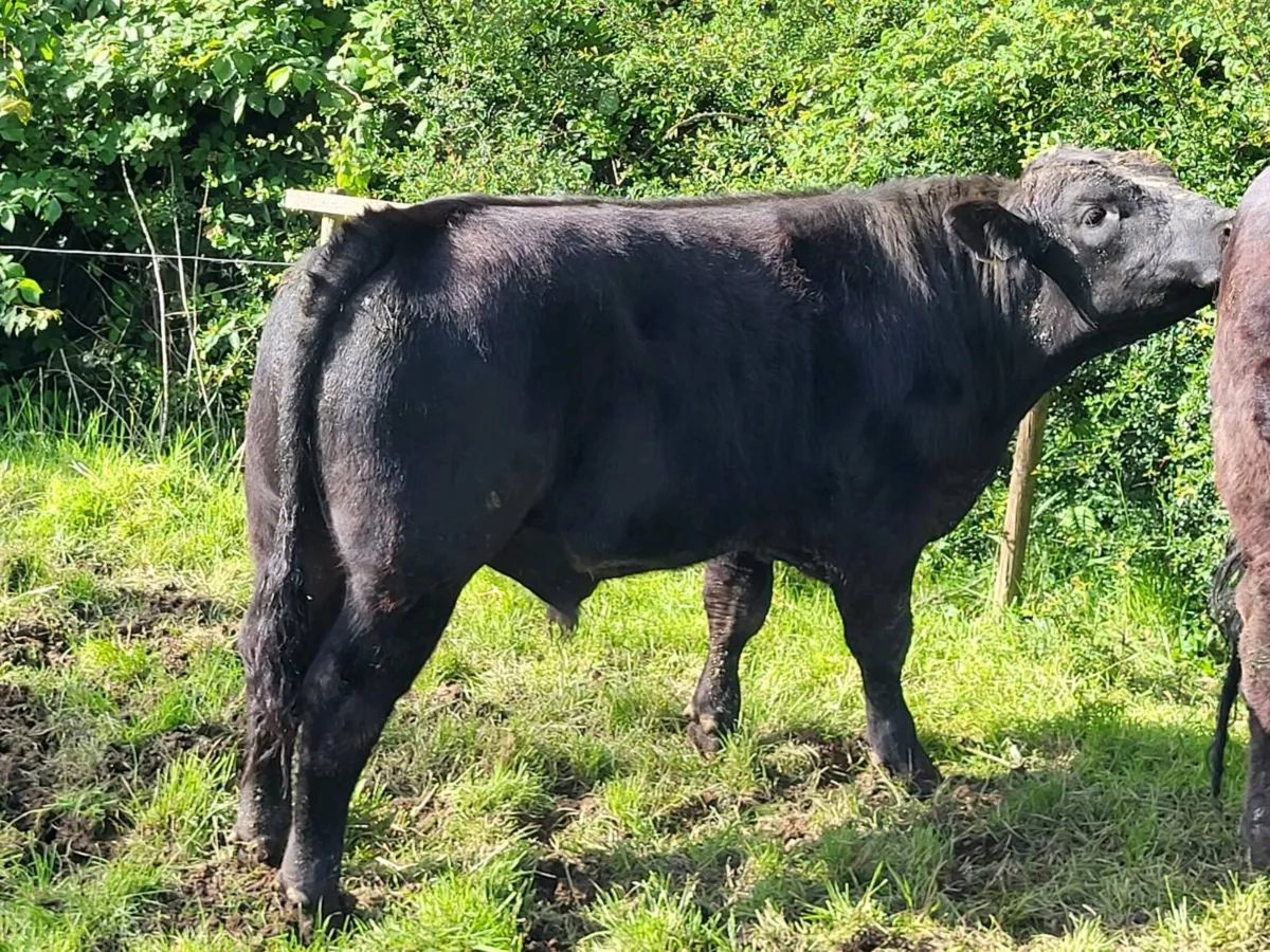 Angus bull for sale - Image 2