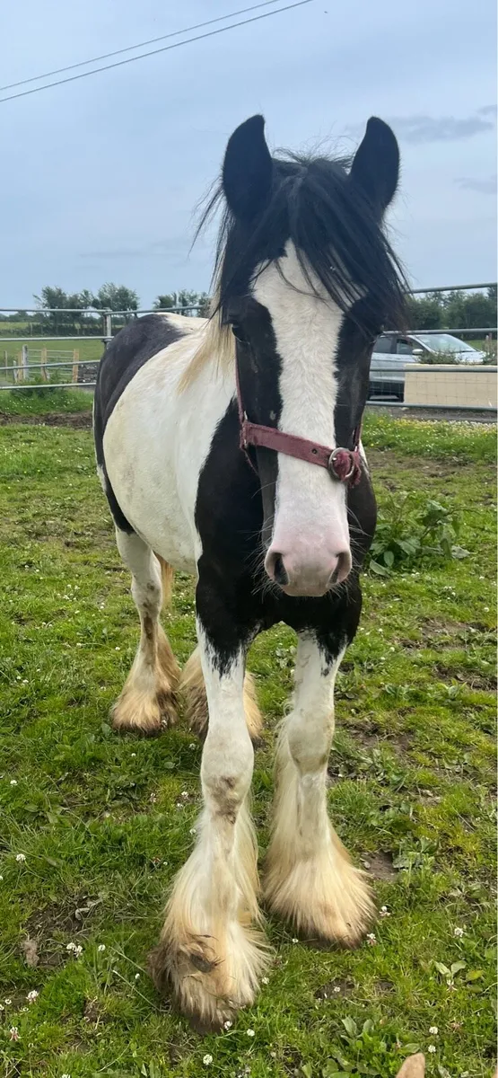 Yearling Colt - Image 1