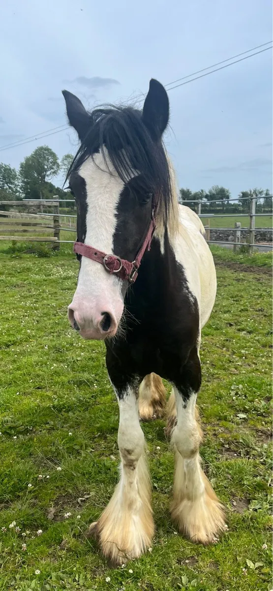 Yearling Colt - Image 2
