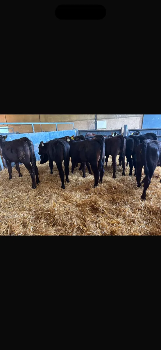 10 Angus heifers - Image 4