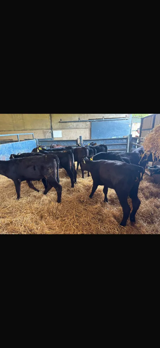 10 Angus heifers - Image 1
