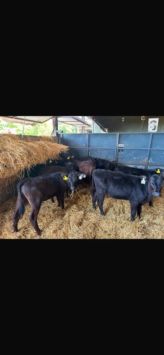 10 Angus heifers - Image 3