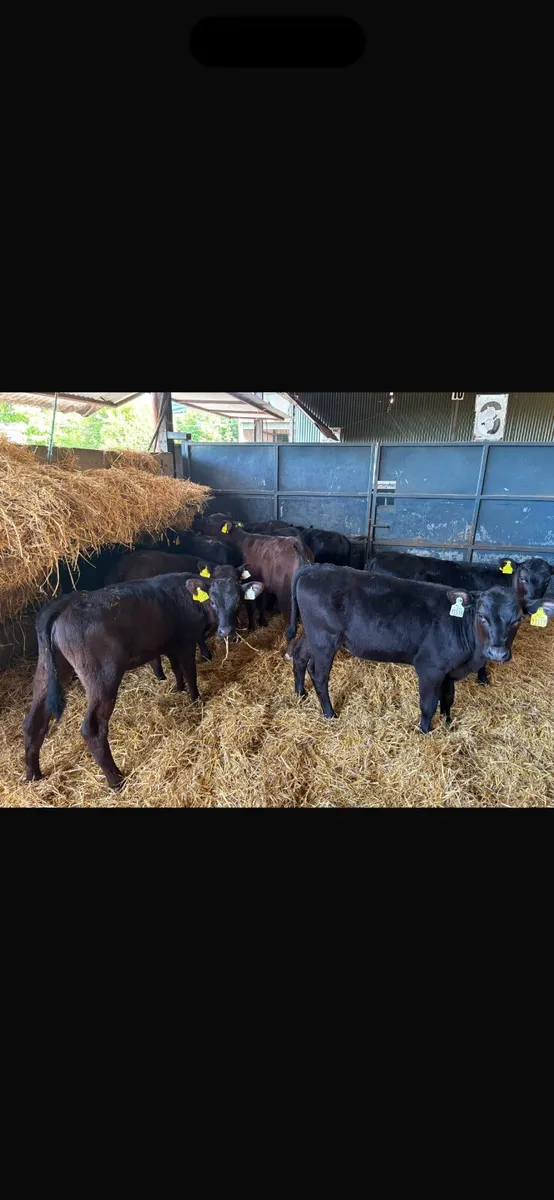10 Angus heifers - Image 2