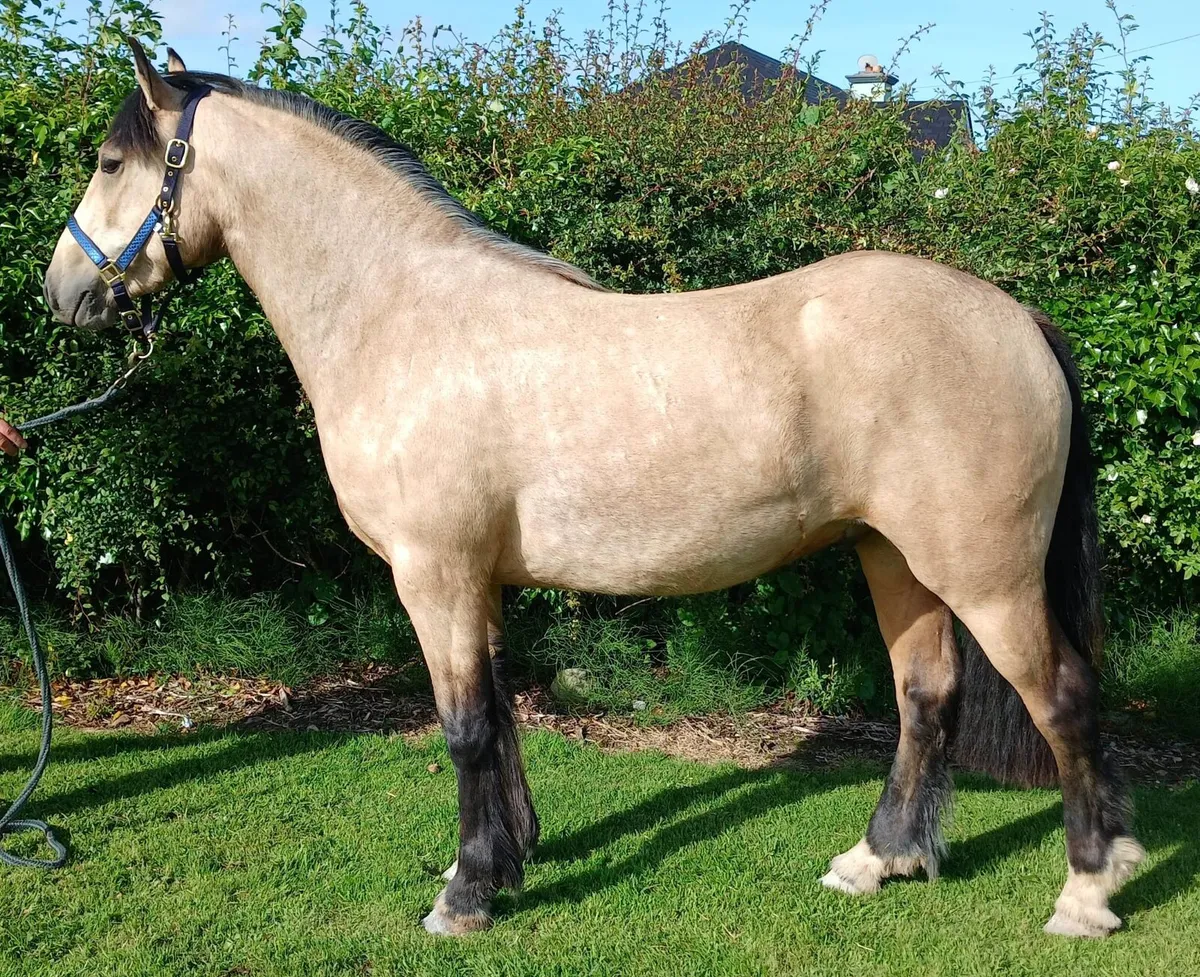 Show quality Gelding - Image 2