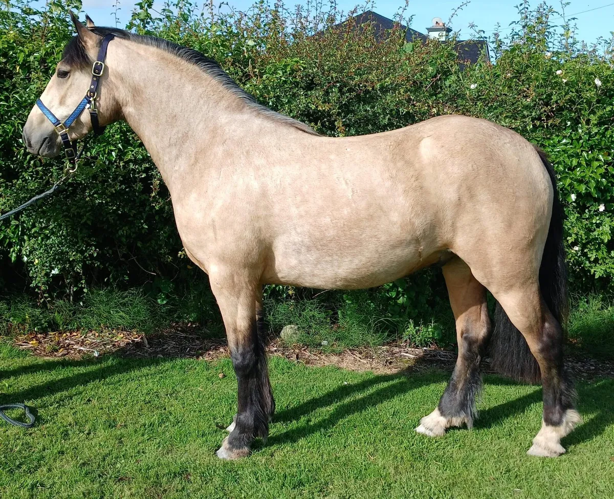 Show quality Gelding - Image 3