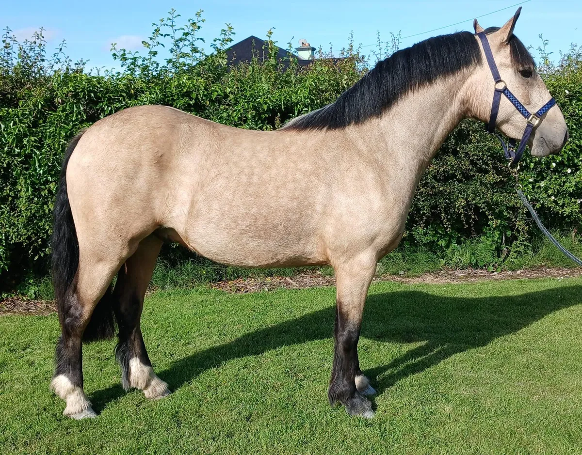Show quality Gelding - Image 1