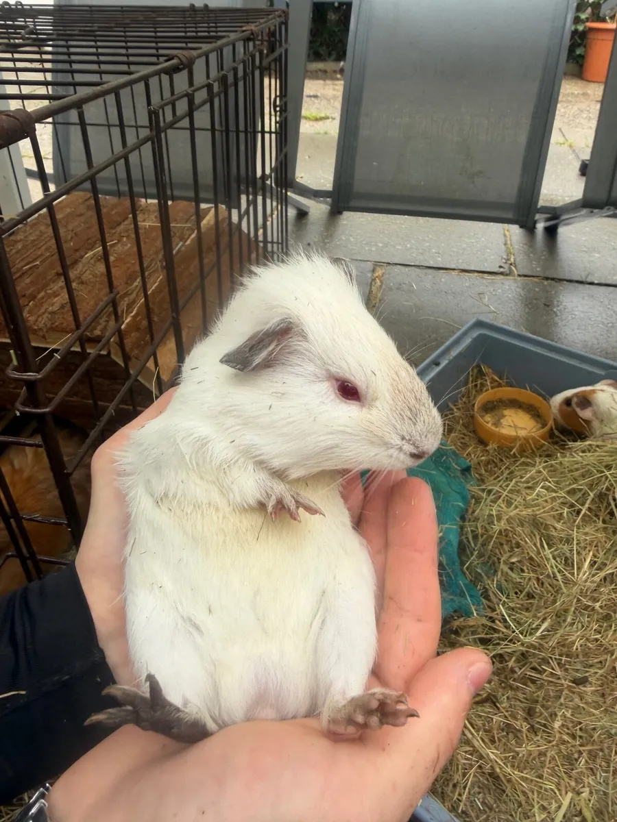 Hamsters - Image 3