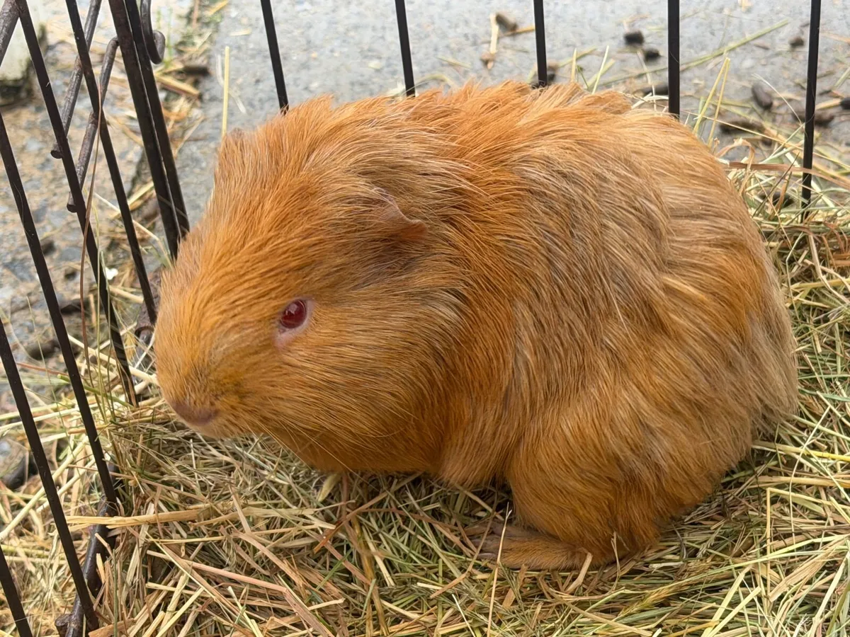 Hamsters - Image 4
