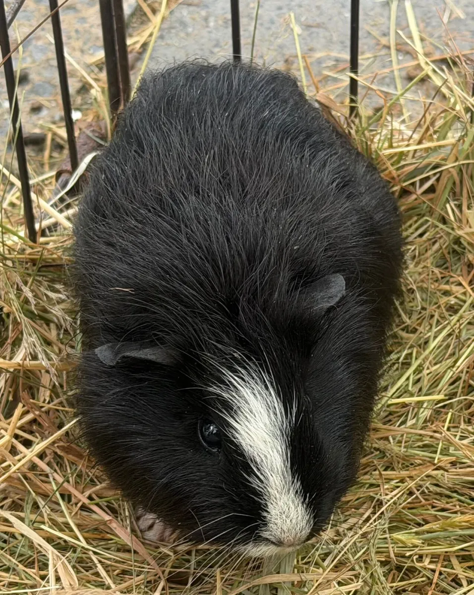 Hamsters - Image 1
