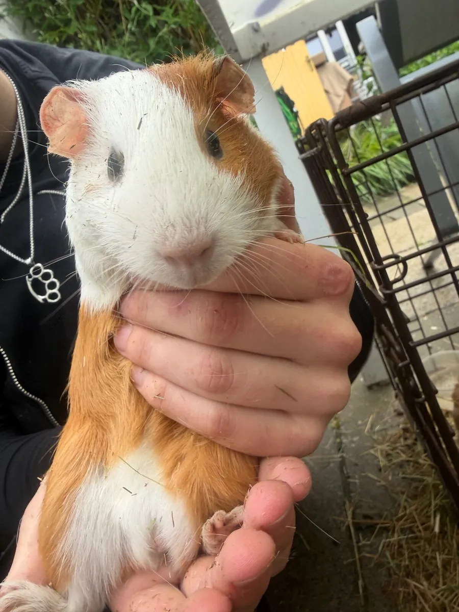 Hamsters - Image 2