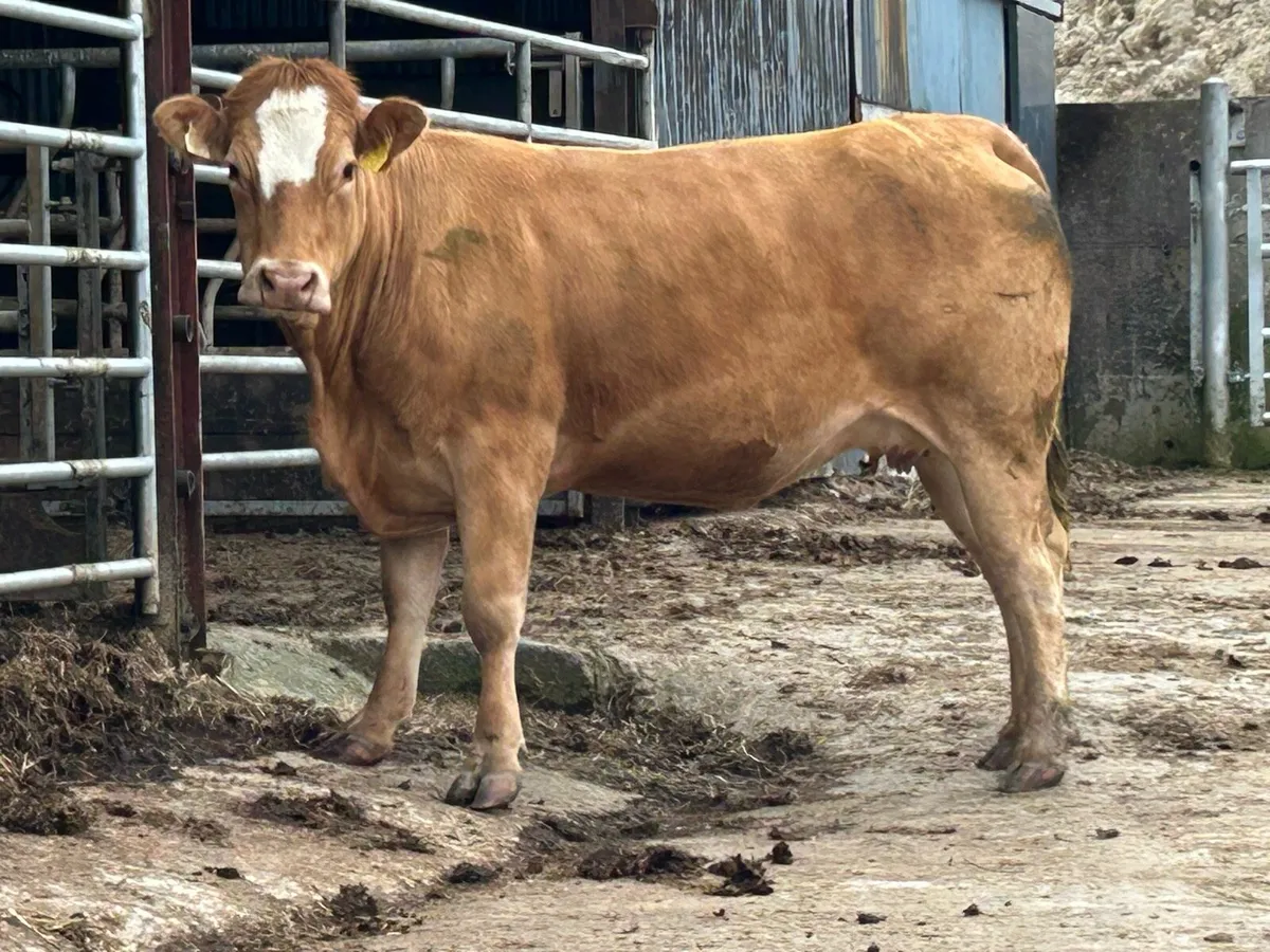 2 super Simmental incalf heifers - Image 4